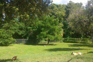 Pet Boarding — Animal Hospital in Holiday, FL Pet Boarding — Animal Hospital in Holiday, FL