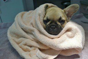 Pet Grooming — Animal Hospital in Holiday, FL Pet Grooming — Animal Hospital in Holiday, FL