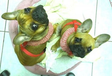 Couple Kissing Dog — Animal Hospital in Holiday, FL
