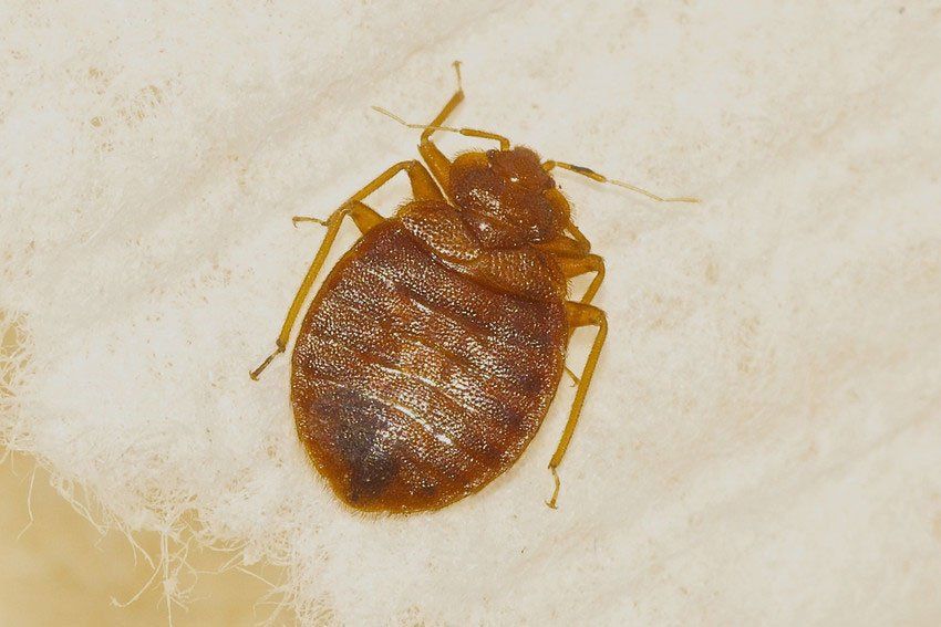 Pest & Rodent Information