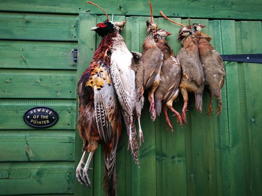Pheasant Pointer