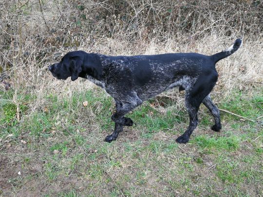 Pointer