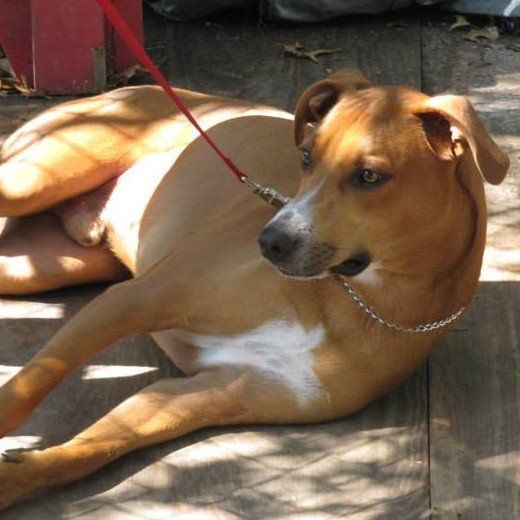 Brown dog with a white spot on its chest laying on its side with head up and ears relaxed