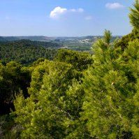 More info about PINO D'ALEPPO OASIS