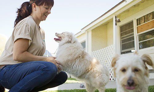 A trained staff plays with several small dogs