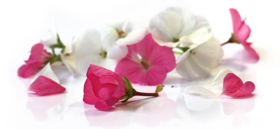 red and white flowers