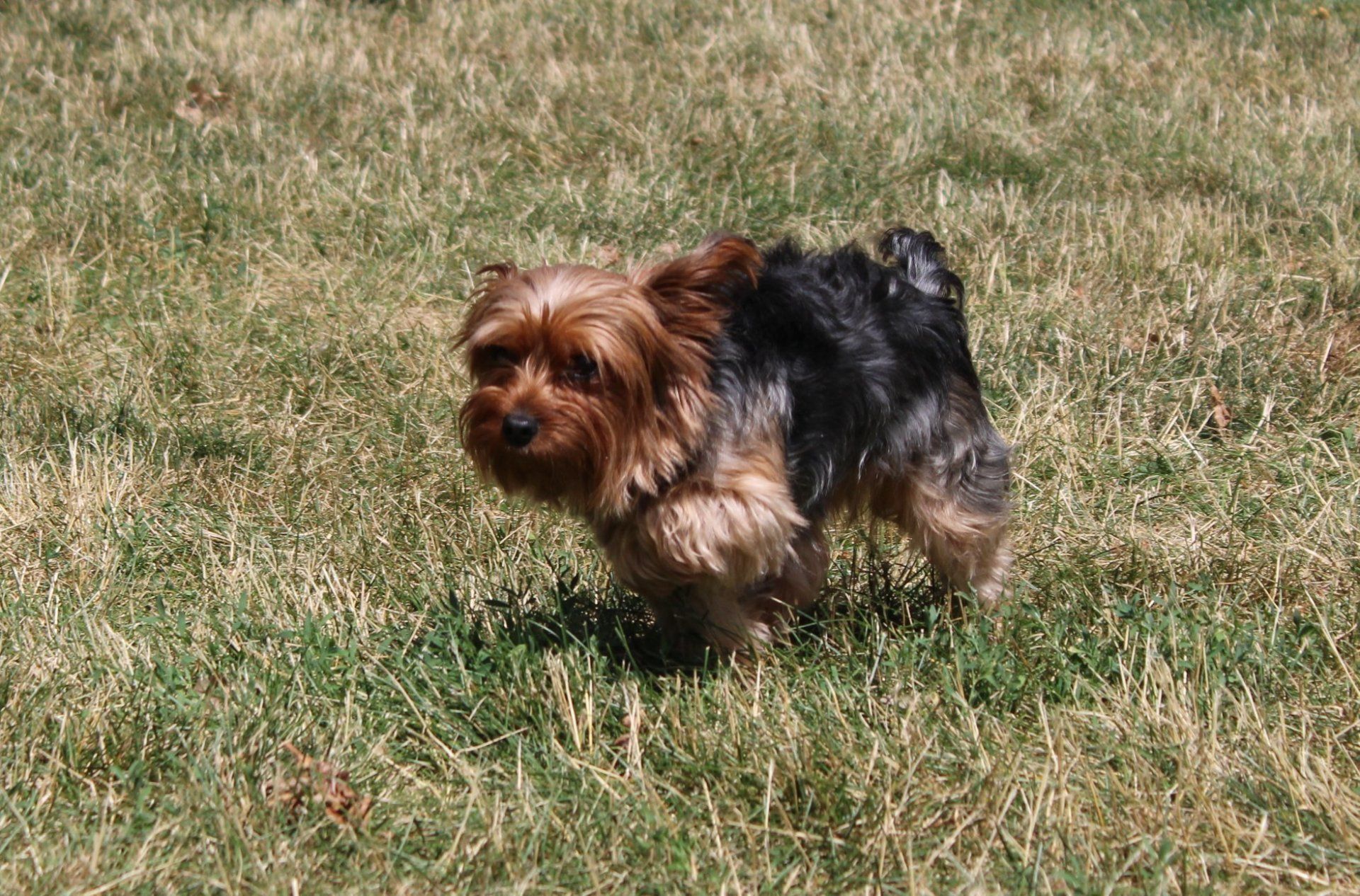 Shih Tzu — Clinton Twp., MI — Shores Kennels