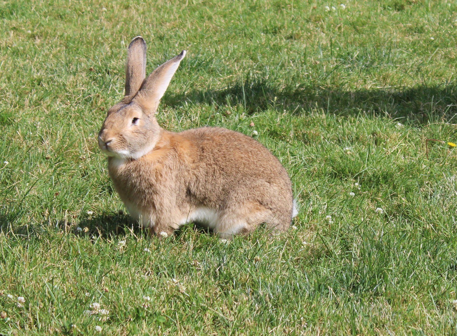 Rabbit — Clinton Twp., MI — Shores Kennels