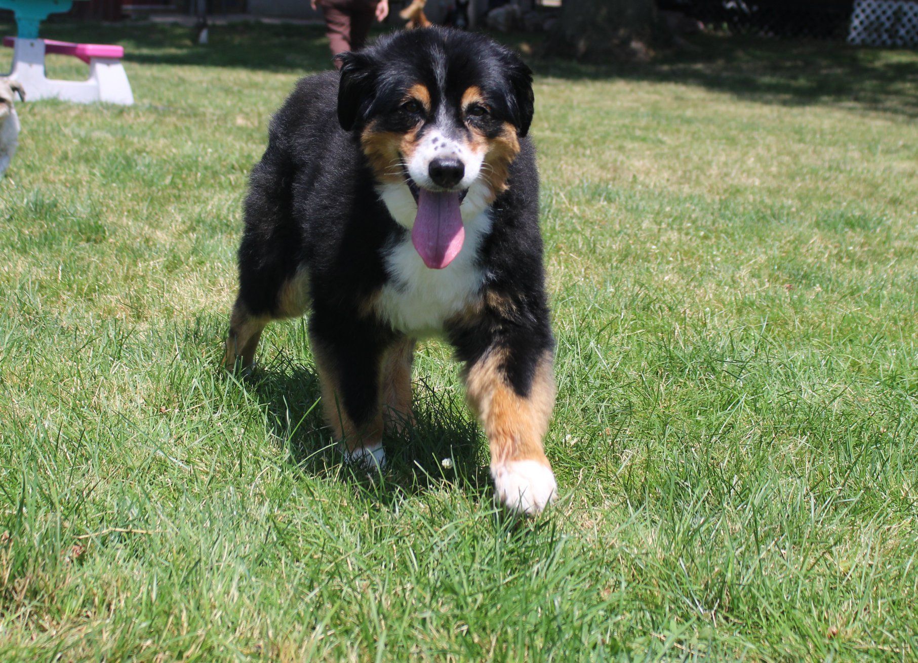 Huge Dog Walking On Grass — Clinton Twp., MI — Shores Kennels