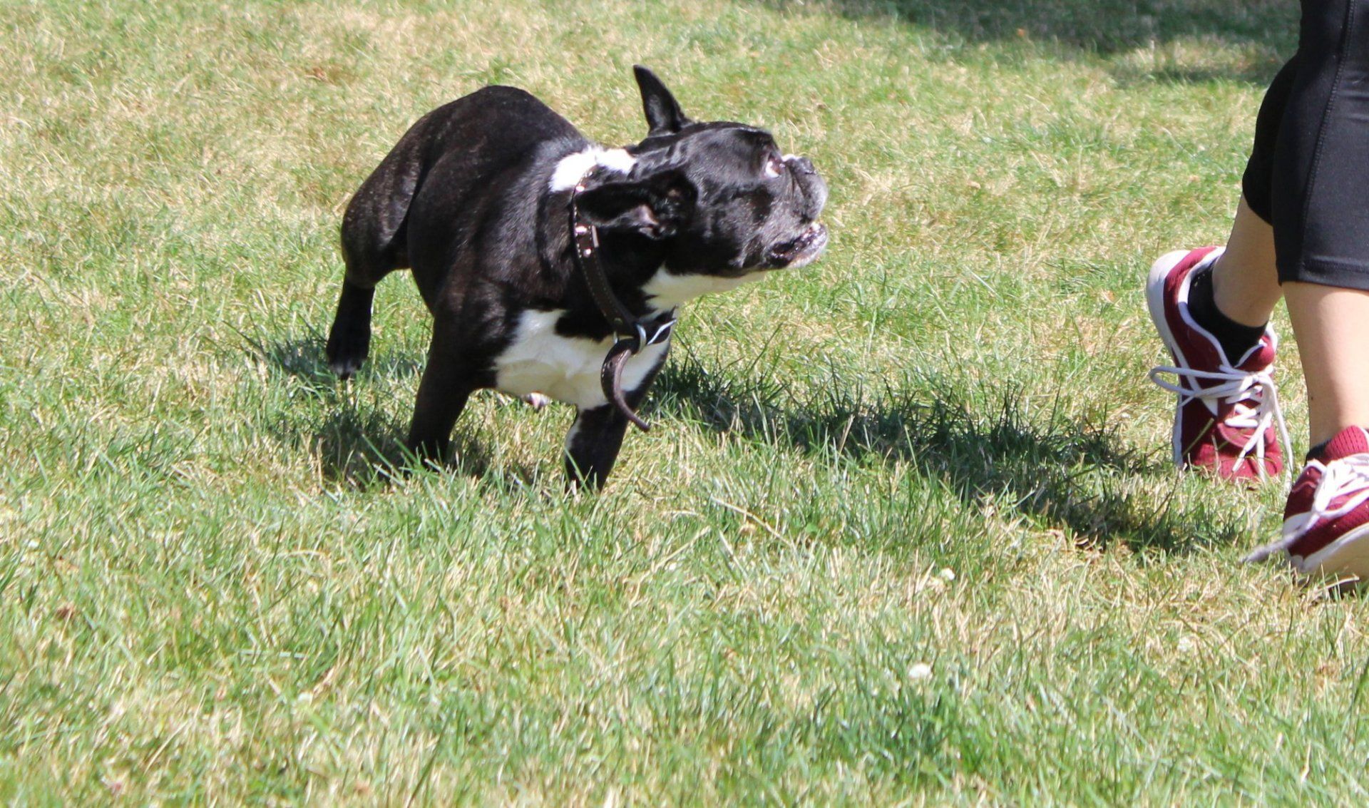 Black Bulldog Puppy  — Clinton Twp., MI — Shores Kennels