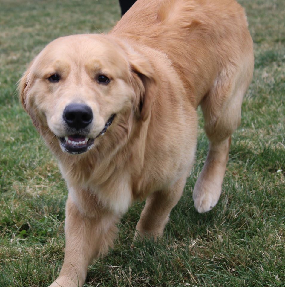 Golden Retriever — Clinton Twp., MI — Shores Kennels