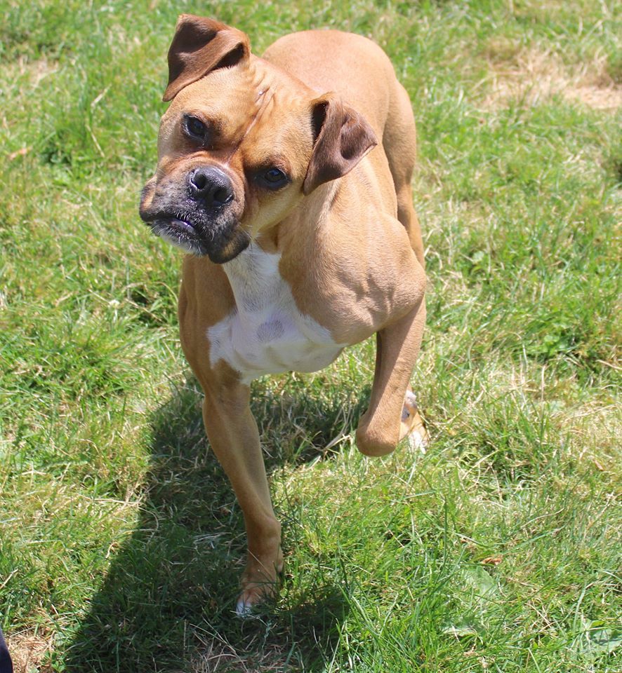 Dog Walking Forward — Clinton Twp., MI — Shores Kennels