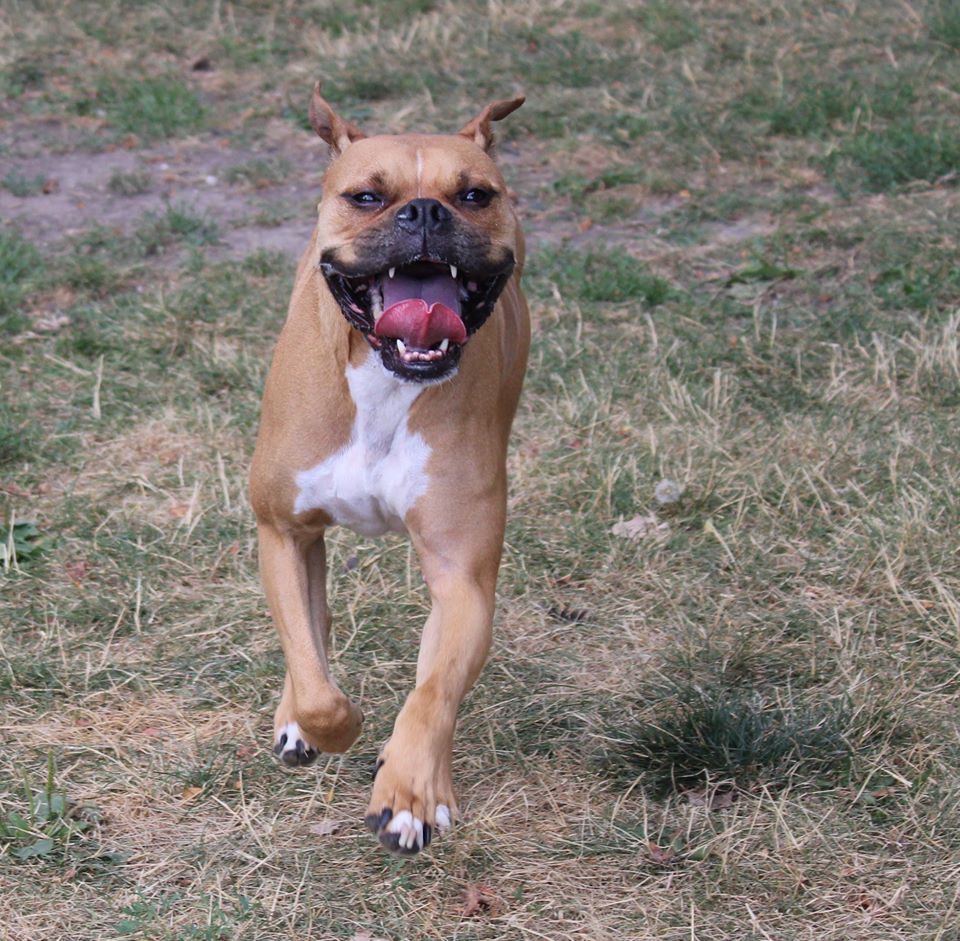 Dog With Tongue Sticking Out — Clinton Twp., MI — Shores Kennels