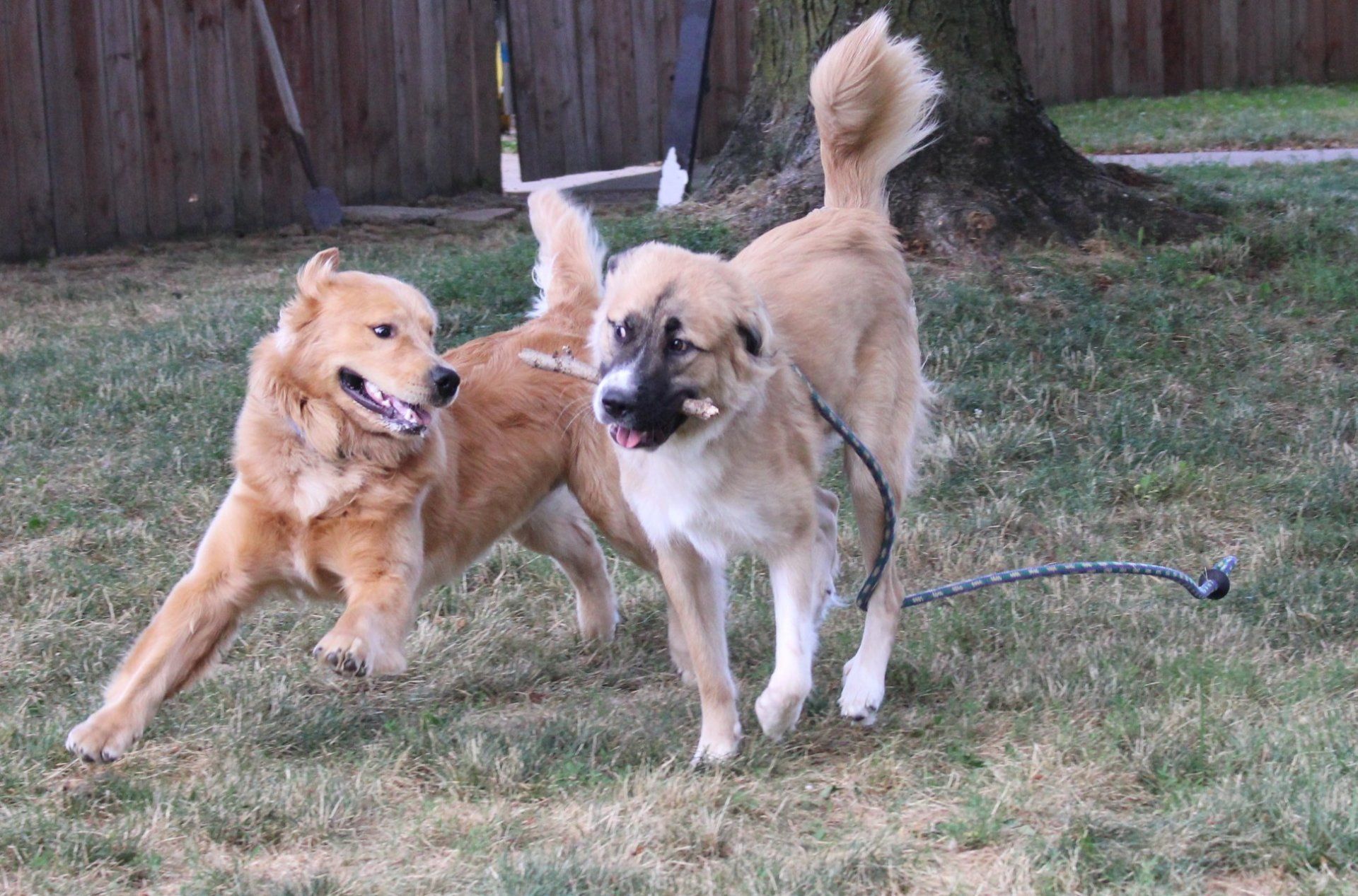 Two Dogs Playing With Each Other — Clinton Twp., MI — Shores Kennels