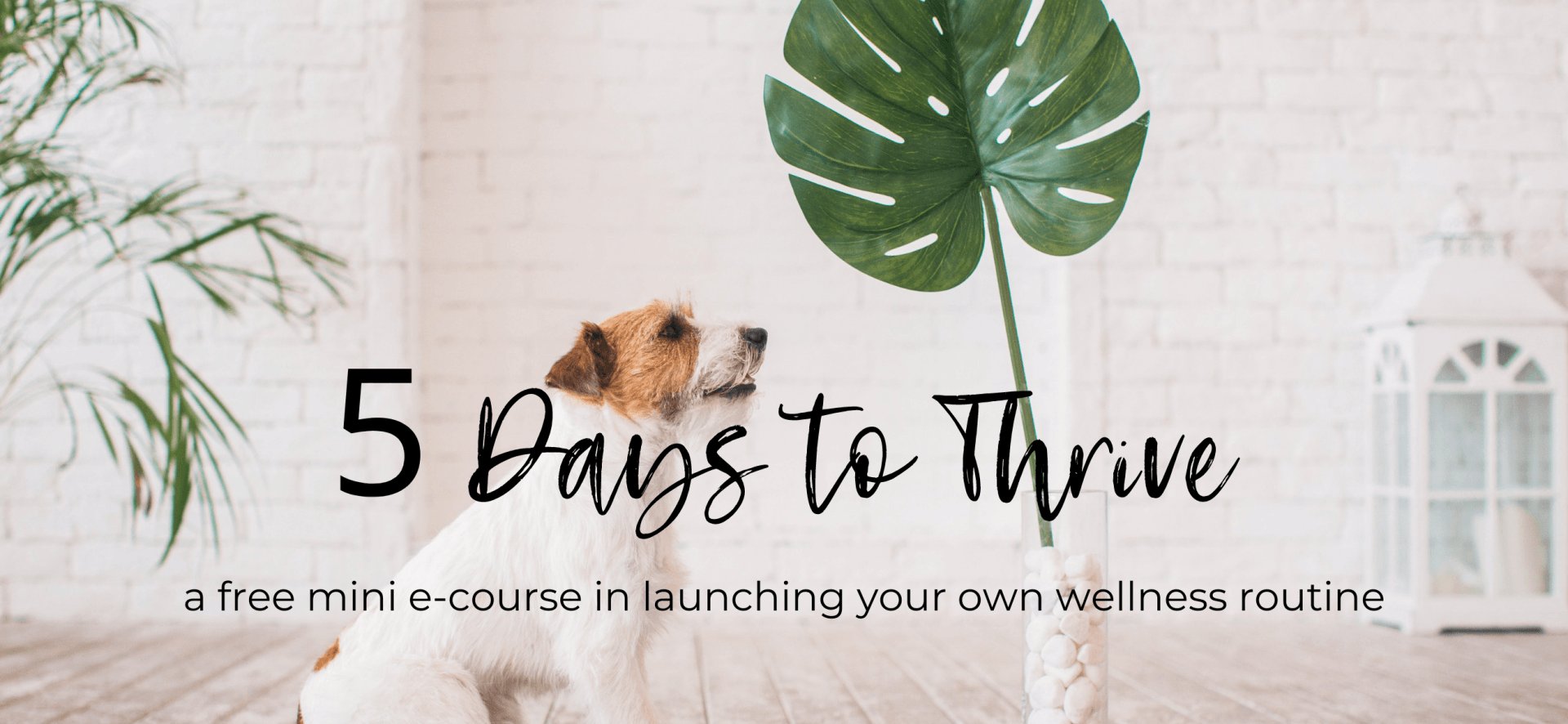 5 days to thrive header image
