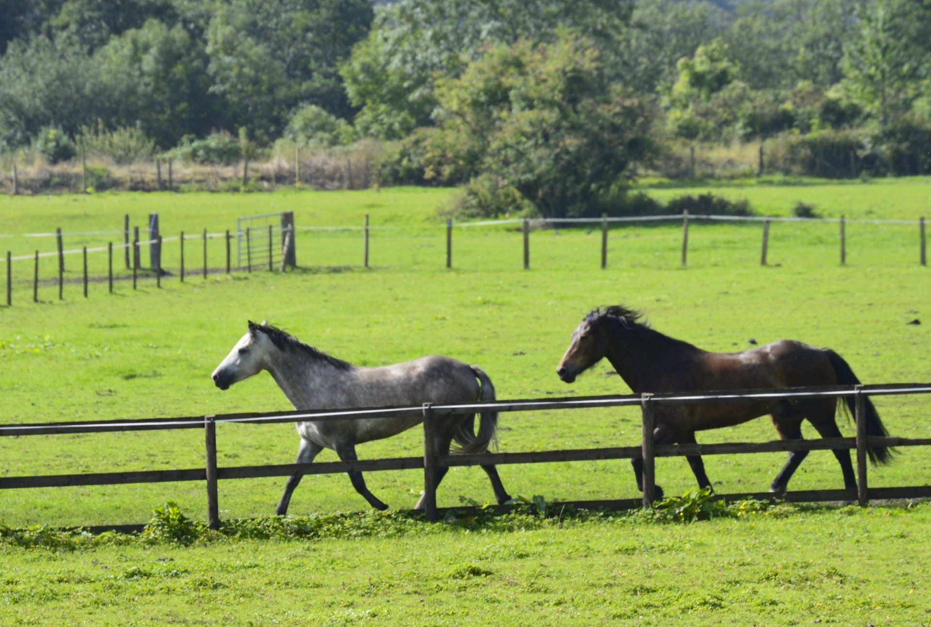 Horse 1