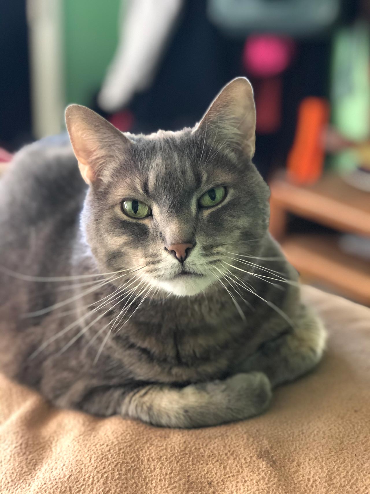Clyde Bruce — Joseph, IL — St. Joseph Animal Hospital