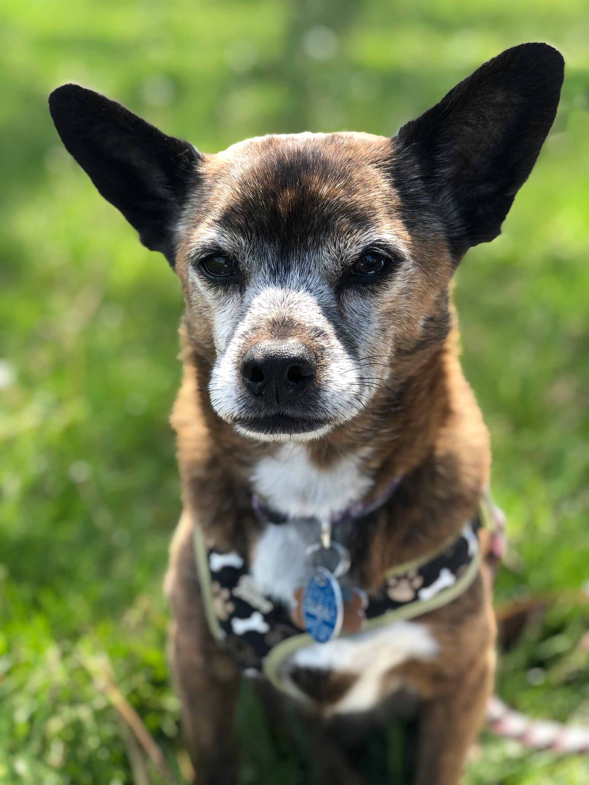 Keely Bruce — Joseph, IL — St. Joseph Animal Hospital