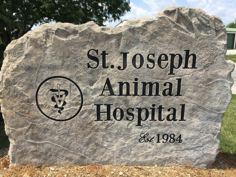 Animal Hospital — Veterinarian with Dog and Cat in His Hands in St. Joseph, IL Animal Hospital — Veterinarian with Dog and Cat in His Hands in St. Joseph, IL