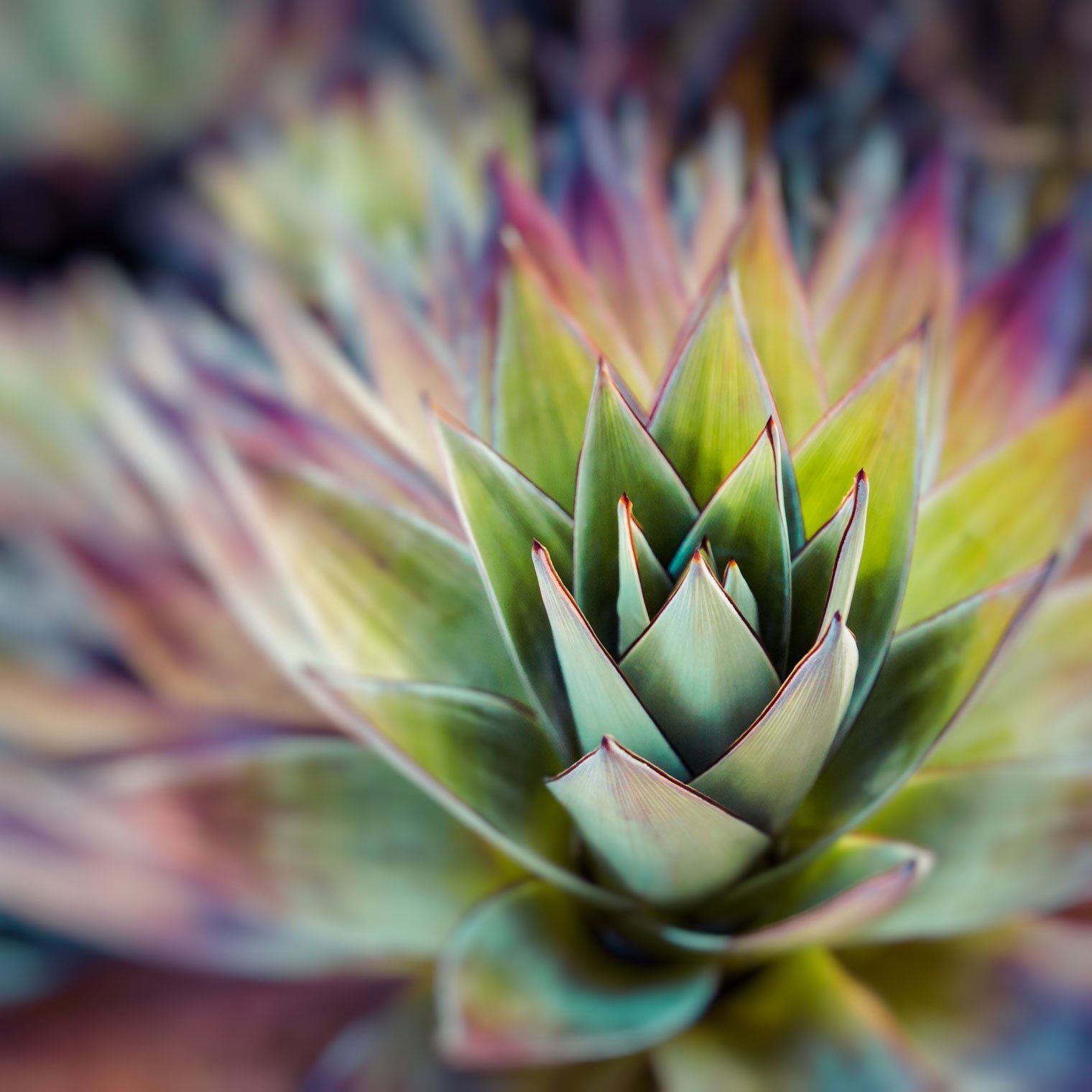 Exotic Plants — Top View Of Spiky Exotic Plant in Morris Plains, NJ