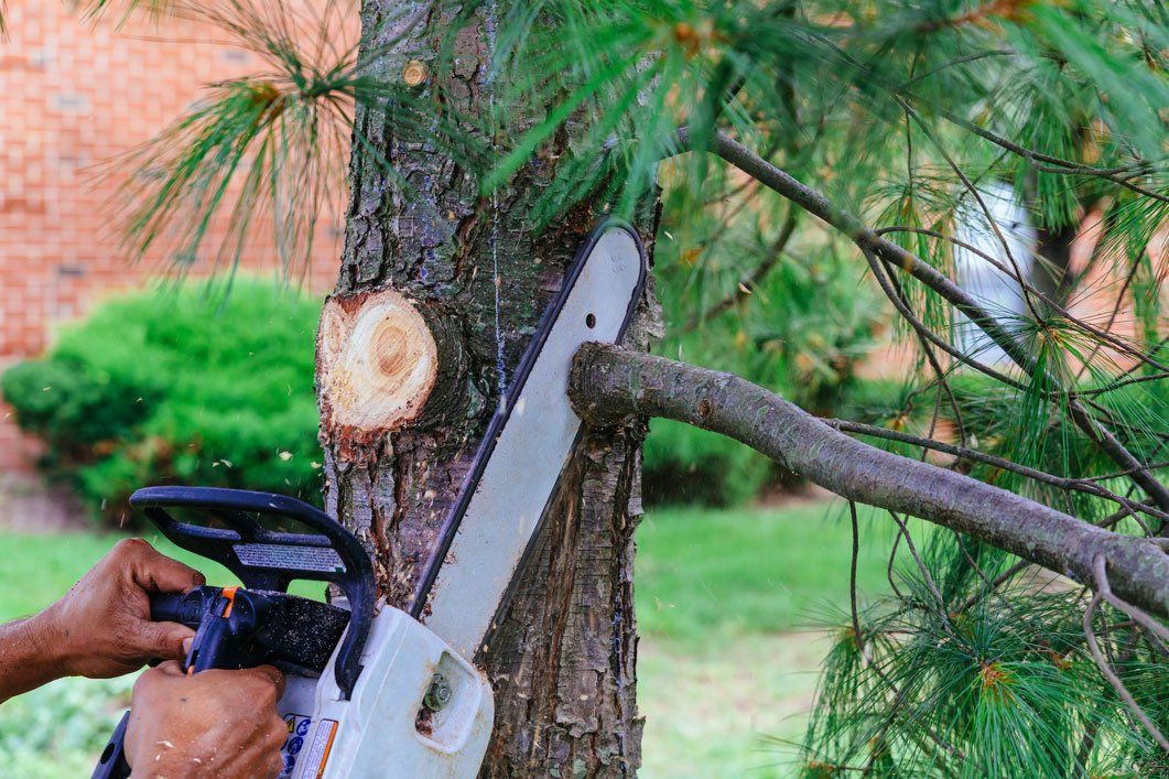 Tree Routine Care — A Professional Cutting Trees Using A Chainsaw in Morris Plains, NJ Tree Routine Care — A Professional Cutting Trees Using A Chainsaw in Morris Plains, NJ