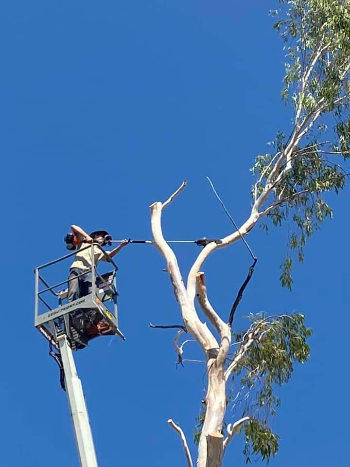 Worker in a cherry picker trimming a tall tree against a clear blue sky