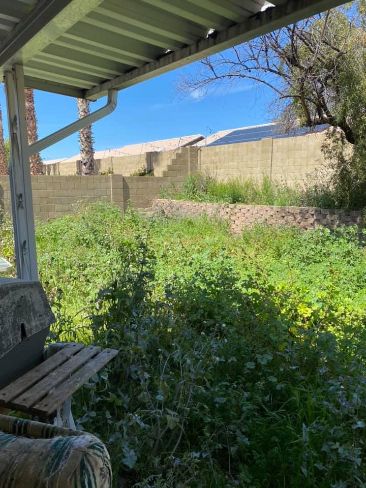 Overgrown backyard under a metal patio roof, with a bench and stone wall in bright sunlight