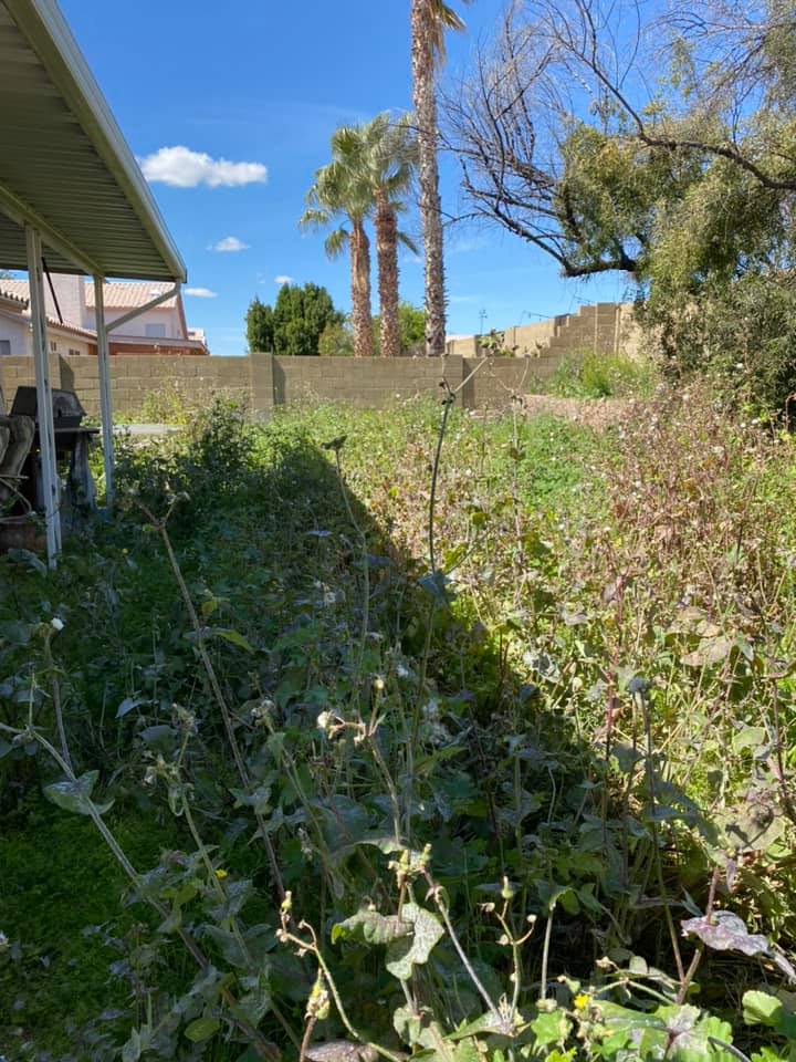 Overgrown backyard beside a covered patio, with palm trees and a bright blue sky.