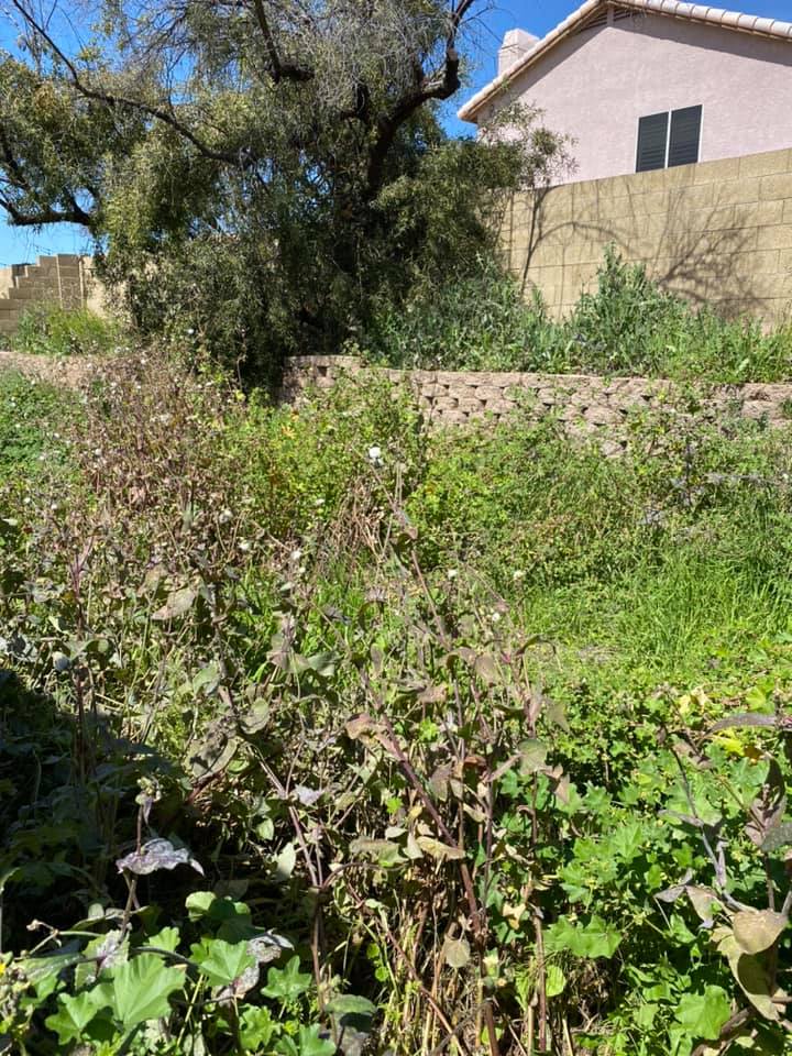 Overgrown garden with dry plants, stone wall, and a house in the background