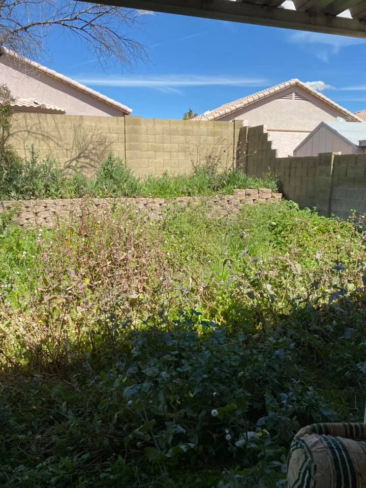 Overgrown backyard with dense green weeds, tan wall, and neighboring house roofs under a clear blue sky