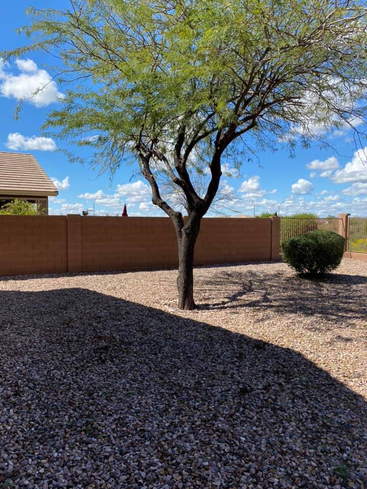 Desert yard with a thin tree, gravel ground, tan brick wall, and blue sky with clouds