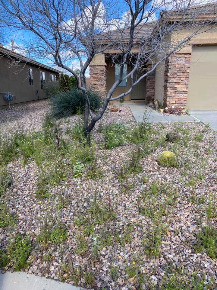 Front yard with sparse plants, gravel, a small tree, and a brick house under a blue sky