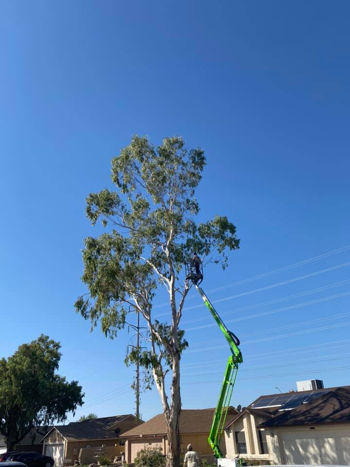 Green crane trimming a tall tree in a suburban backyard under a clear blue sky