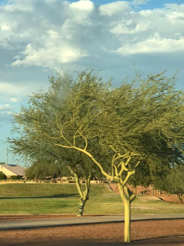 Small desert tree with pale trunk in a grassy park under a cloudy sky