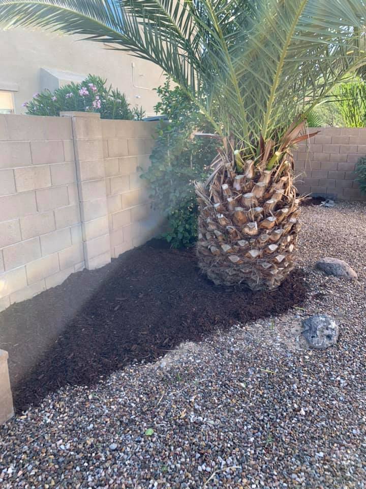 Desert landscaping with a large palm tree beside a block wall and gravel ground.