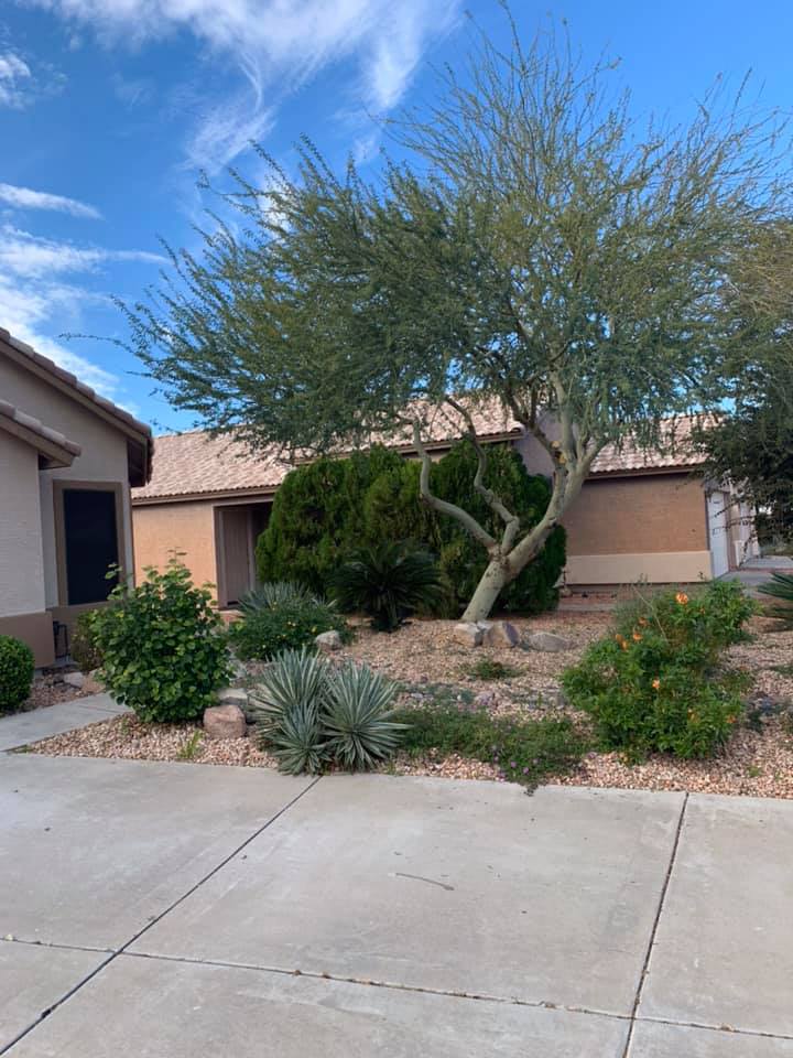 Desert front yard with a tree, shrubs, gravel landscaping, and a concrete driveway under a blue sky