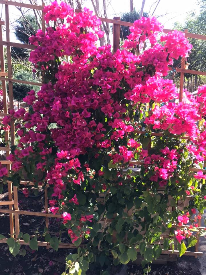 Bright pink bougainvillea blooming over a wooden trellis in a garden garden setting