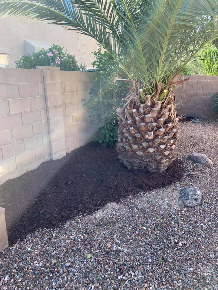 Desert yard with a large palm tree beside a brick wall and gravel ground