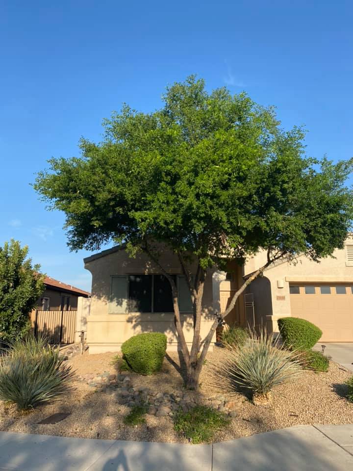 Desert front yard with a large green tree, shrubs, and a tan house under a clear blue sky