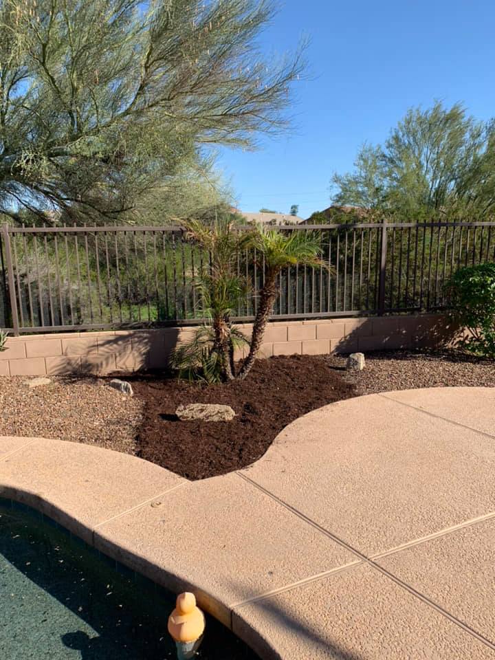 Backyard pool edge with desert landscaping, small tree, and metal fence under a blue sky