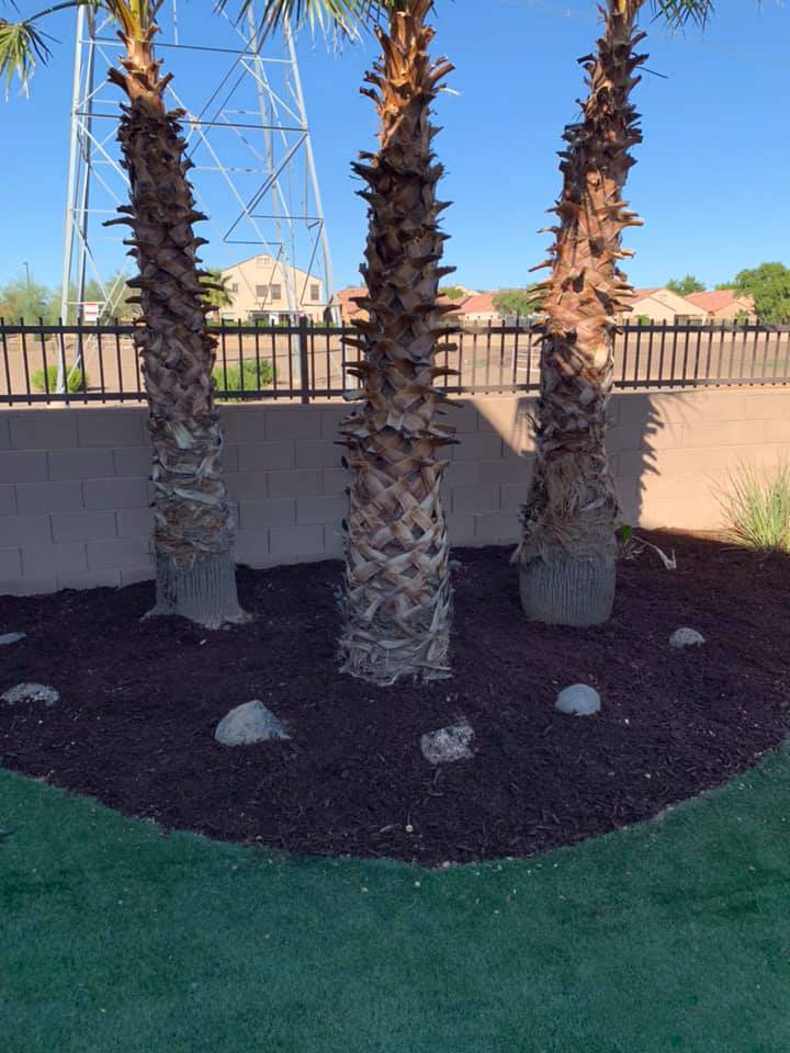 Three palm trees in a landscaped yard with dark mulch, rocks, and a fence behind them.