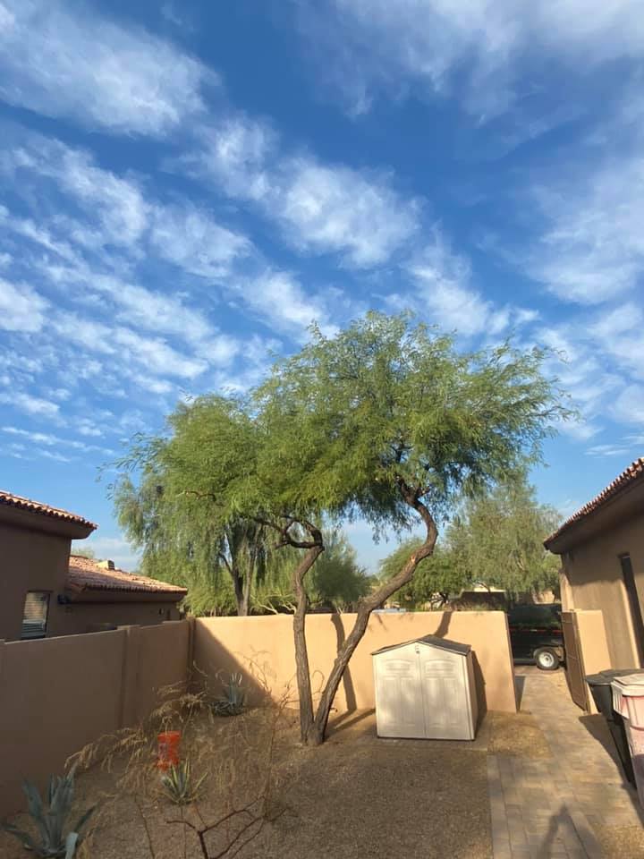 Desert courtyard with a tree, tan walls, and houses under a bright blue sky with wispy clouds