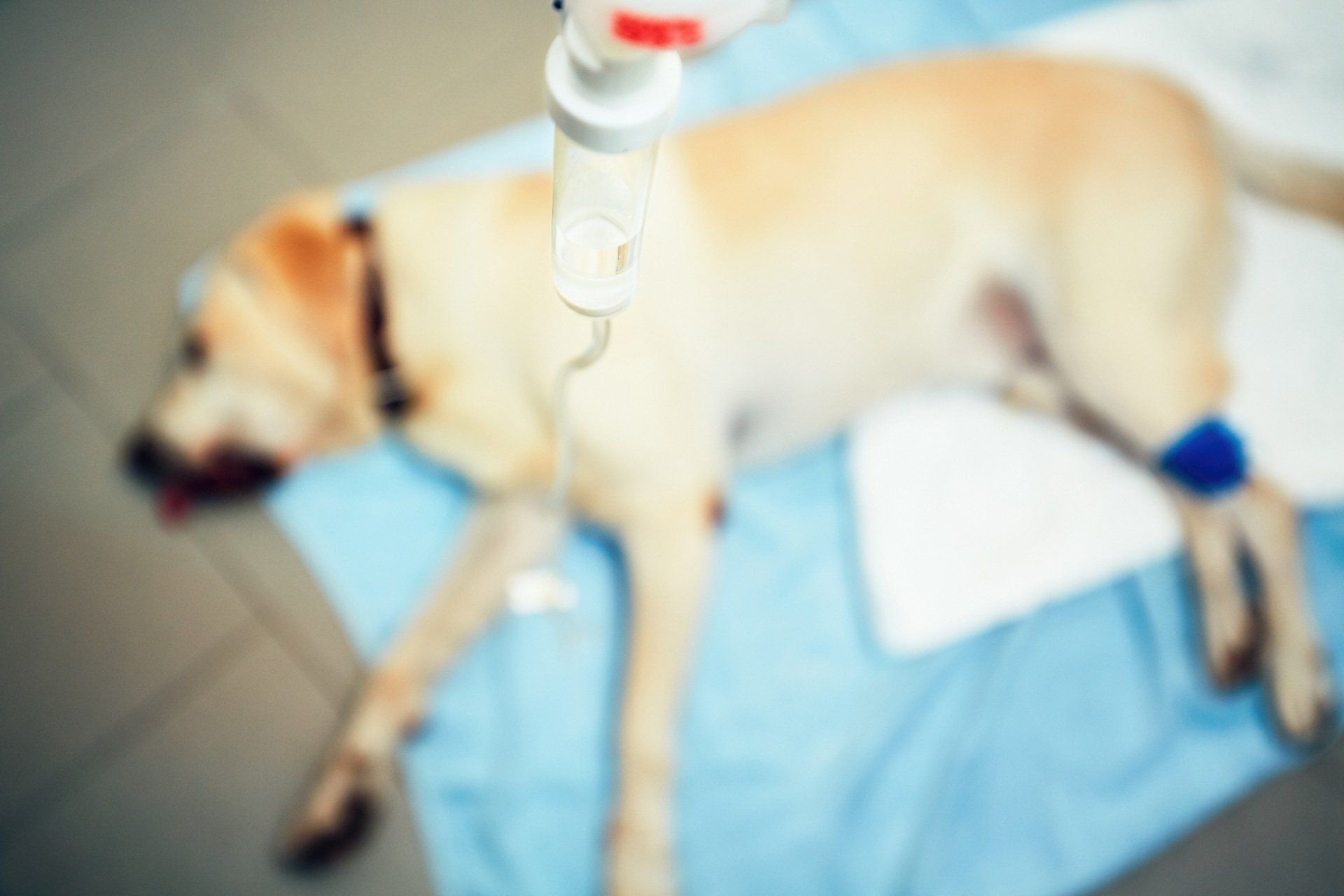 ambulatorio veterinario
