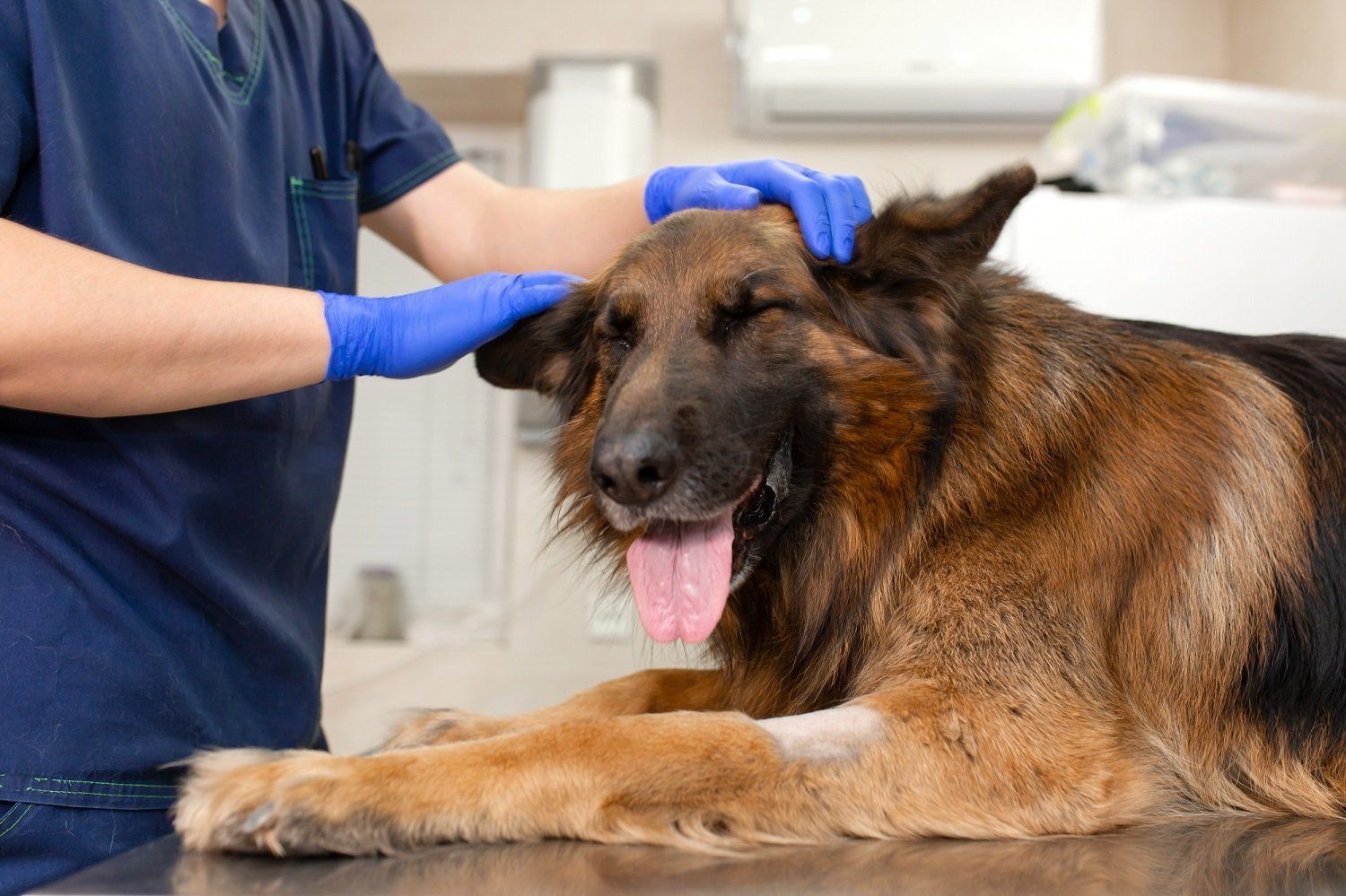 poliambulatorio veterinario