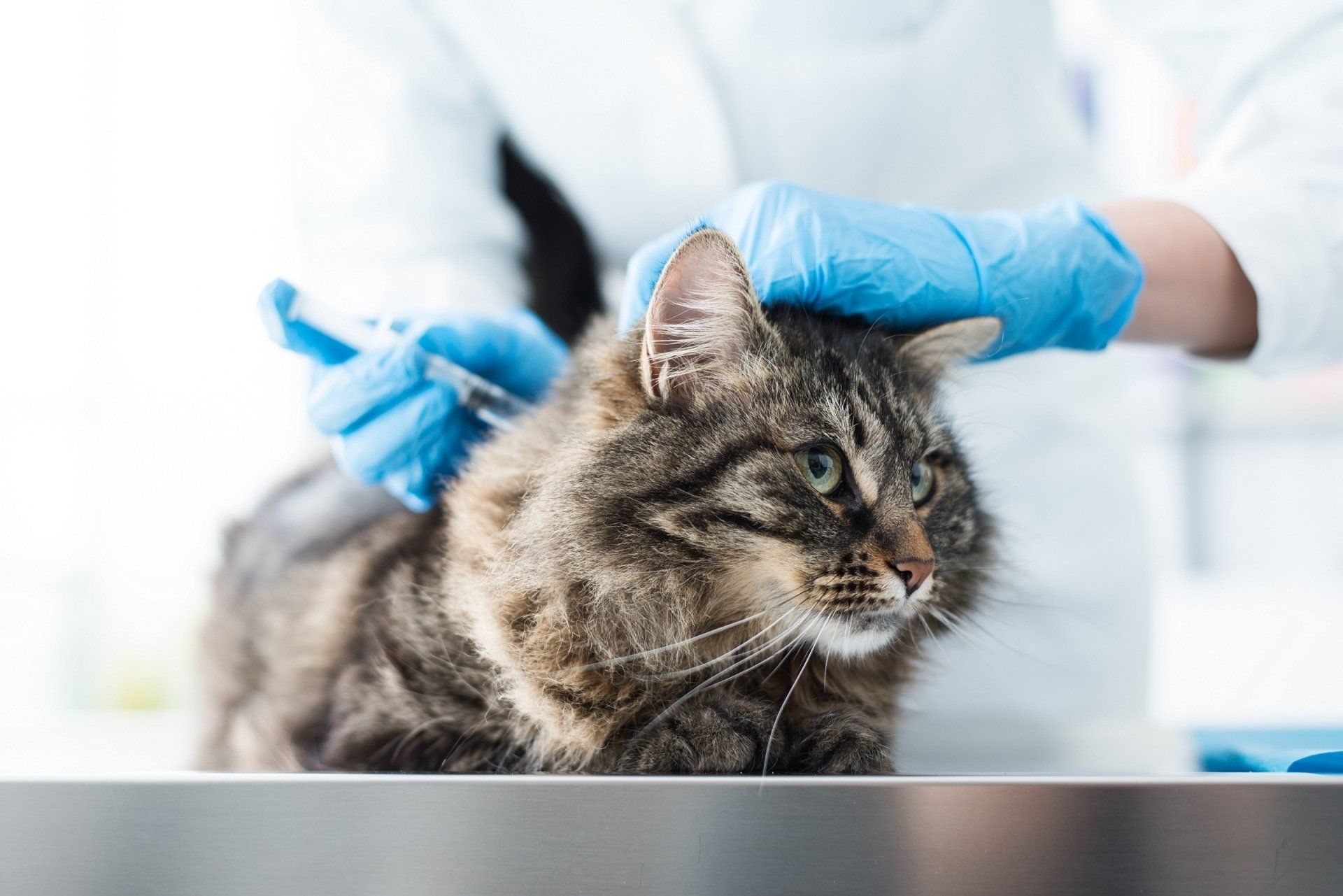 vaccinazione animali