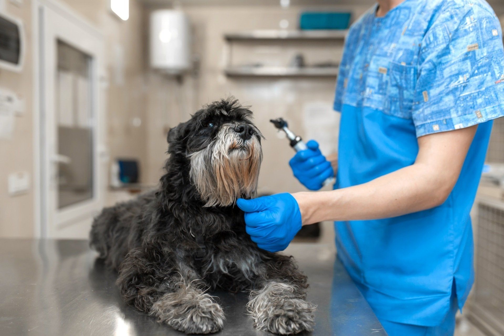 medicina interna veterinaria