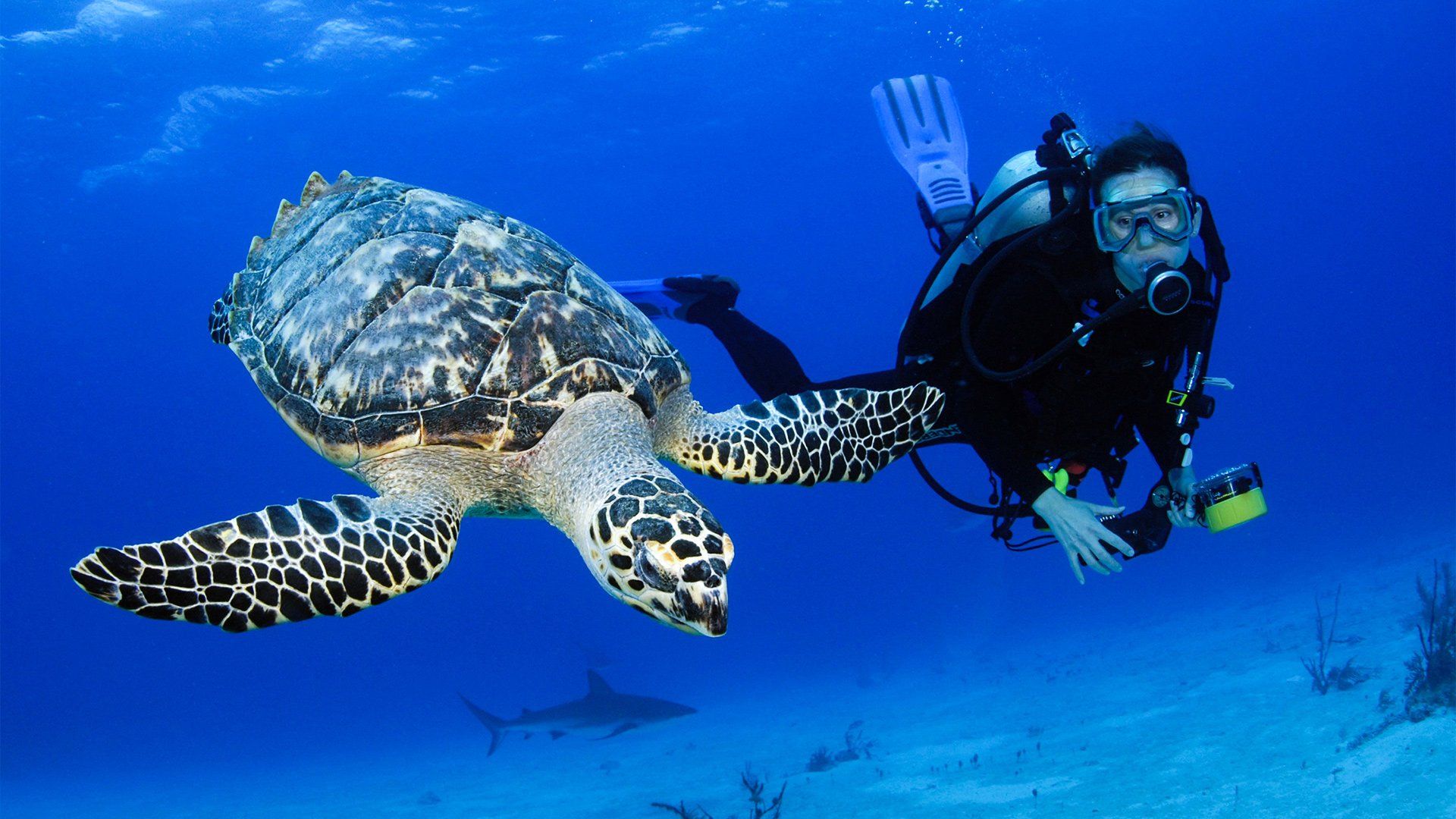 Scuba diver swims with a sea turtle in blue water, with a small shark visible below.