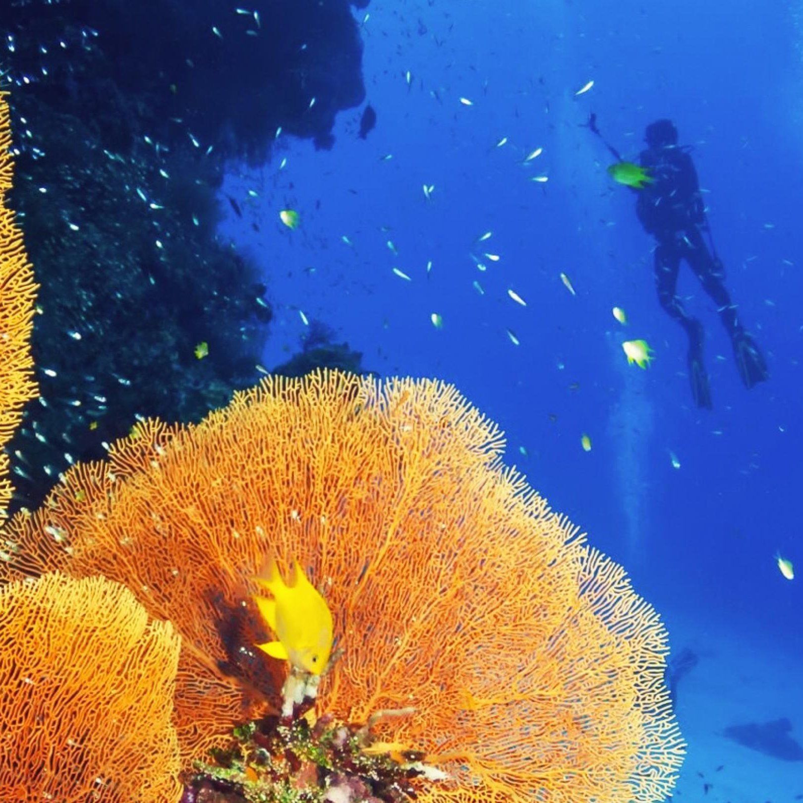 PADI Project Aware Coral Reef Conservation