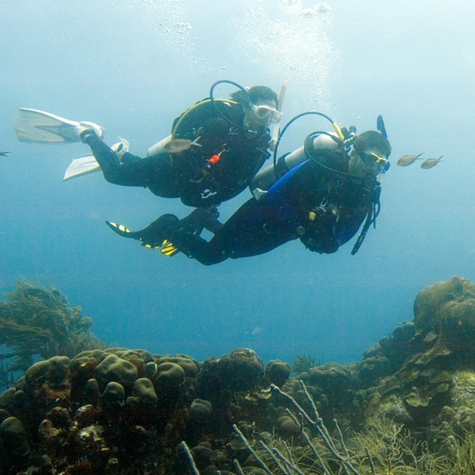 Two scuba divers exploring underwater, near coral.
