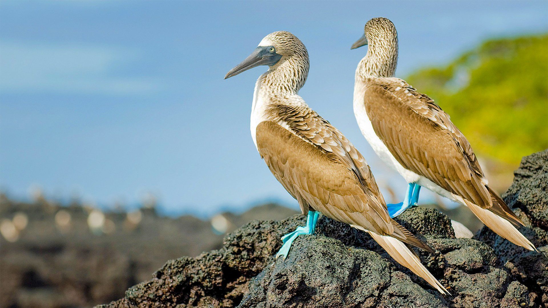 Two blue-footed boobies perched on black rocks, against a blue sky.